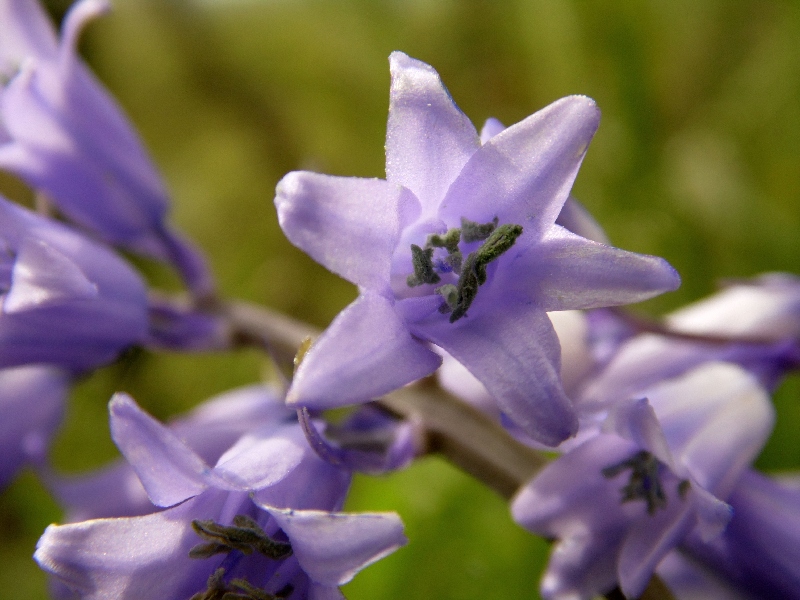 Hyacinthoides sp.